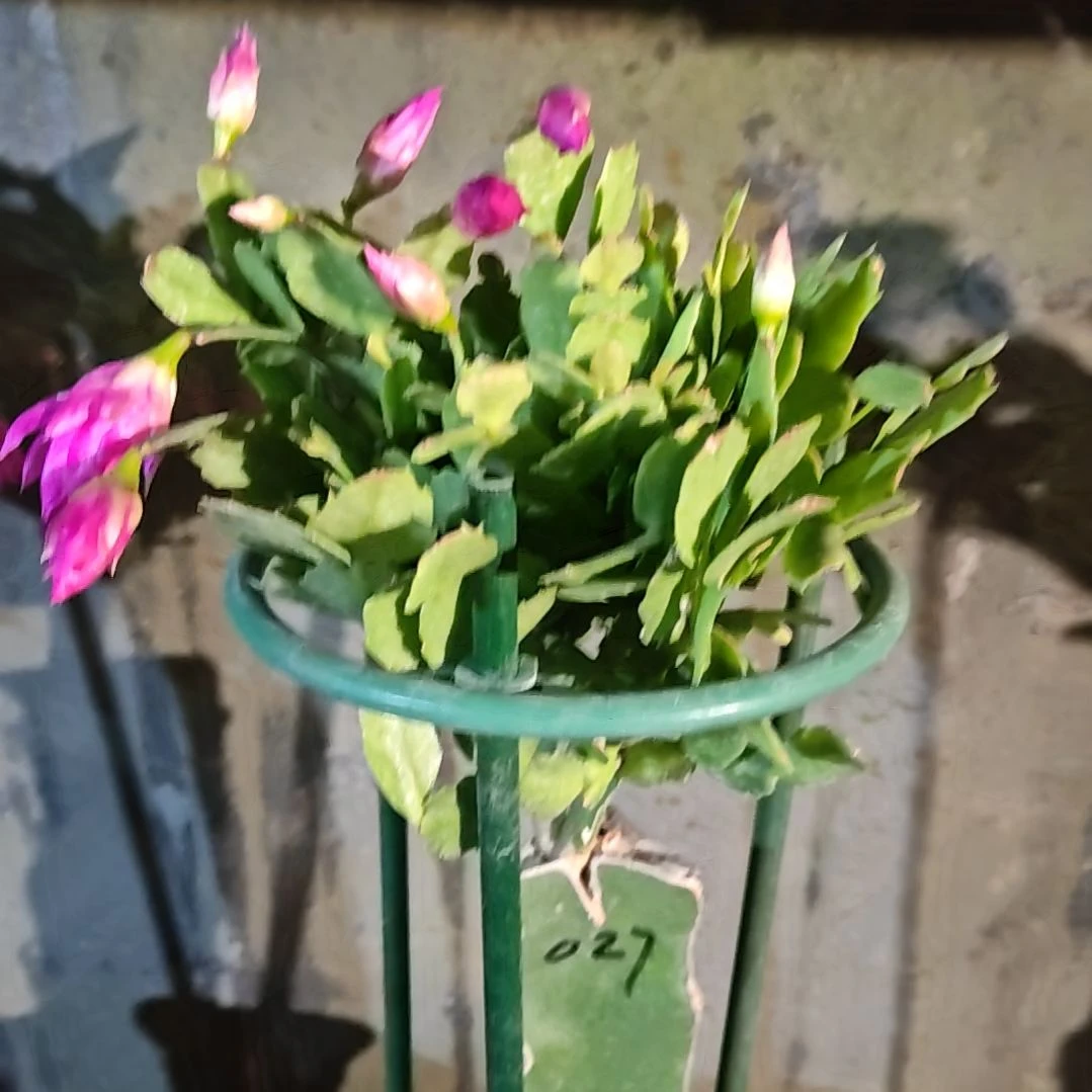 027紫重瓣脱土易掉苞芽791