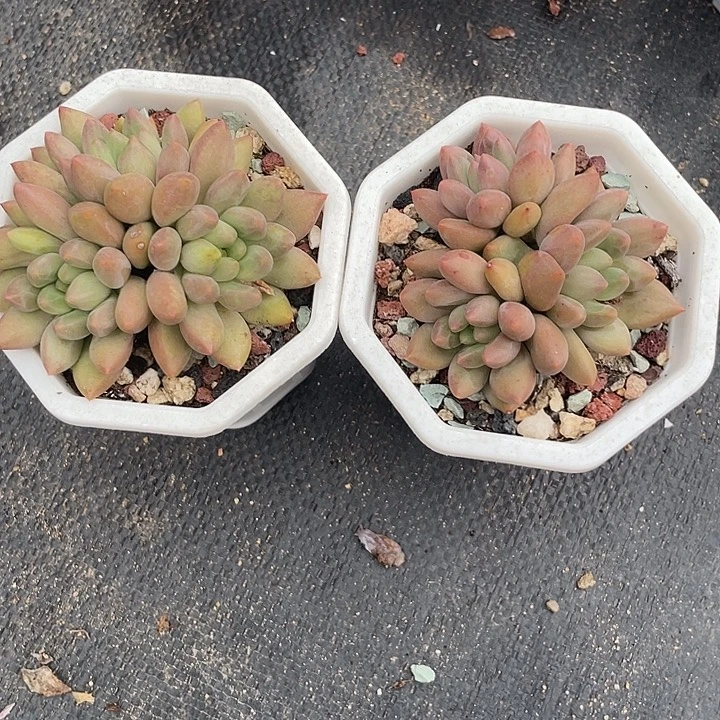 两盆红蜻蜓多肉植物