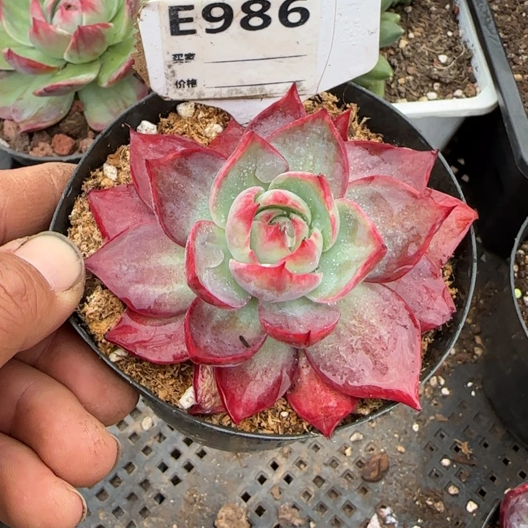 惊鸿一物一拍包装收缩花旱986