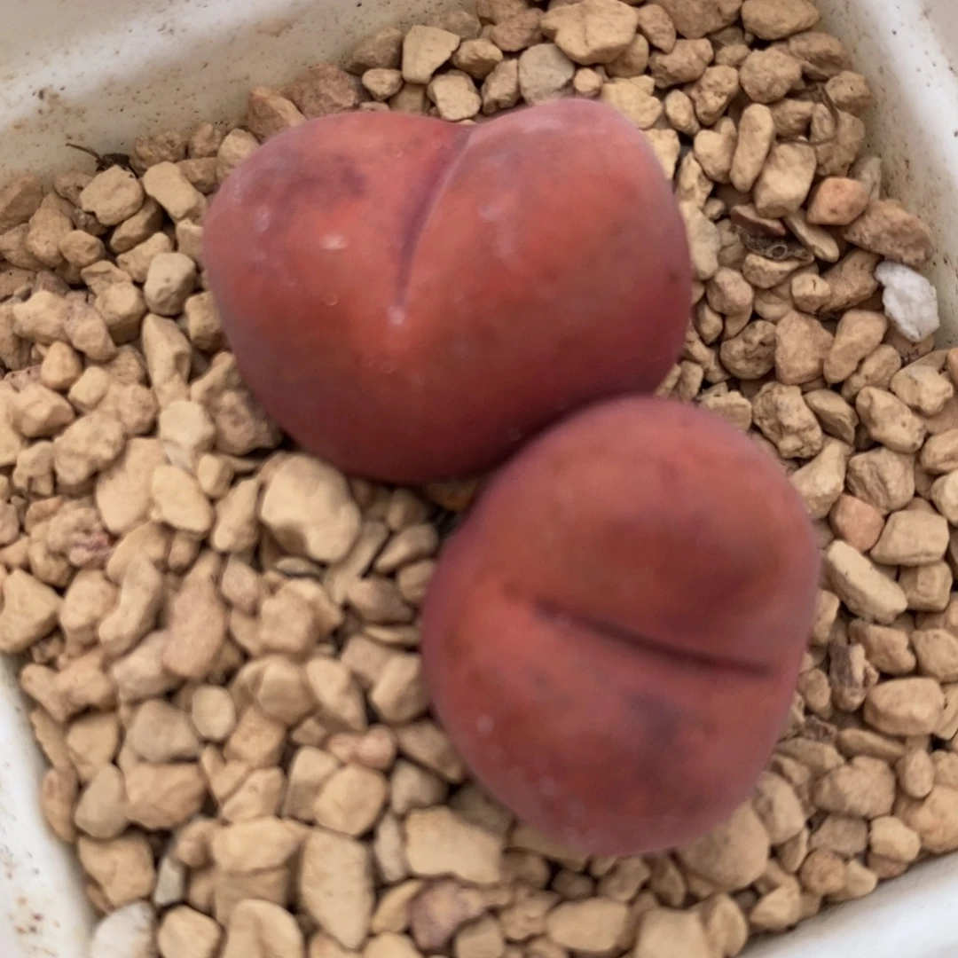 2636甜杏SP一颗。