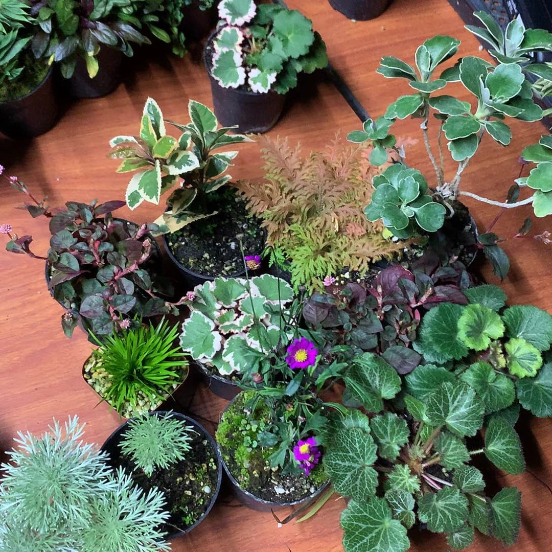 当前无花栽培后可以开花