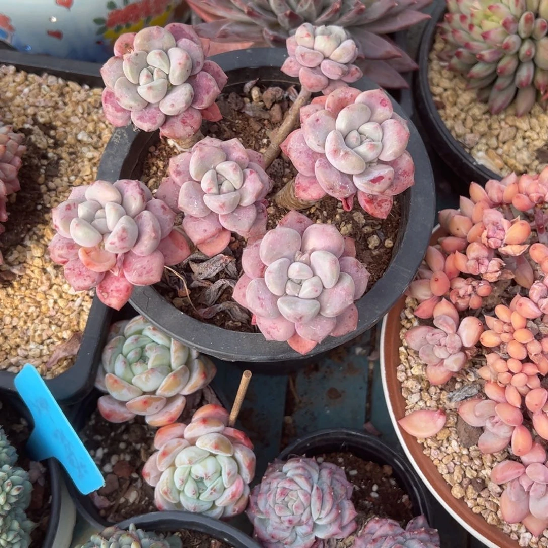 精品多肉植物老桩