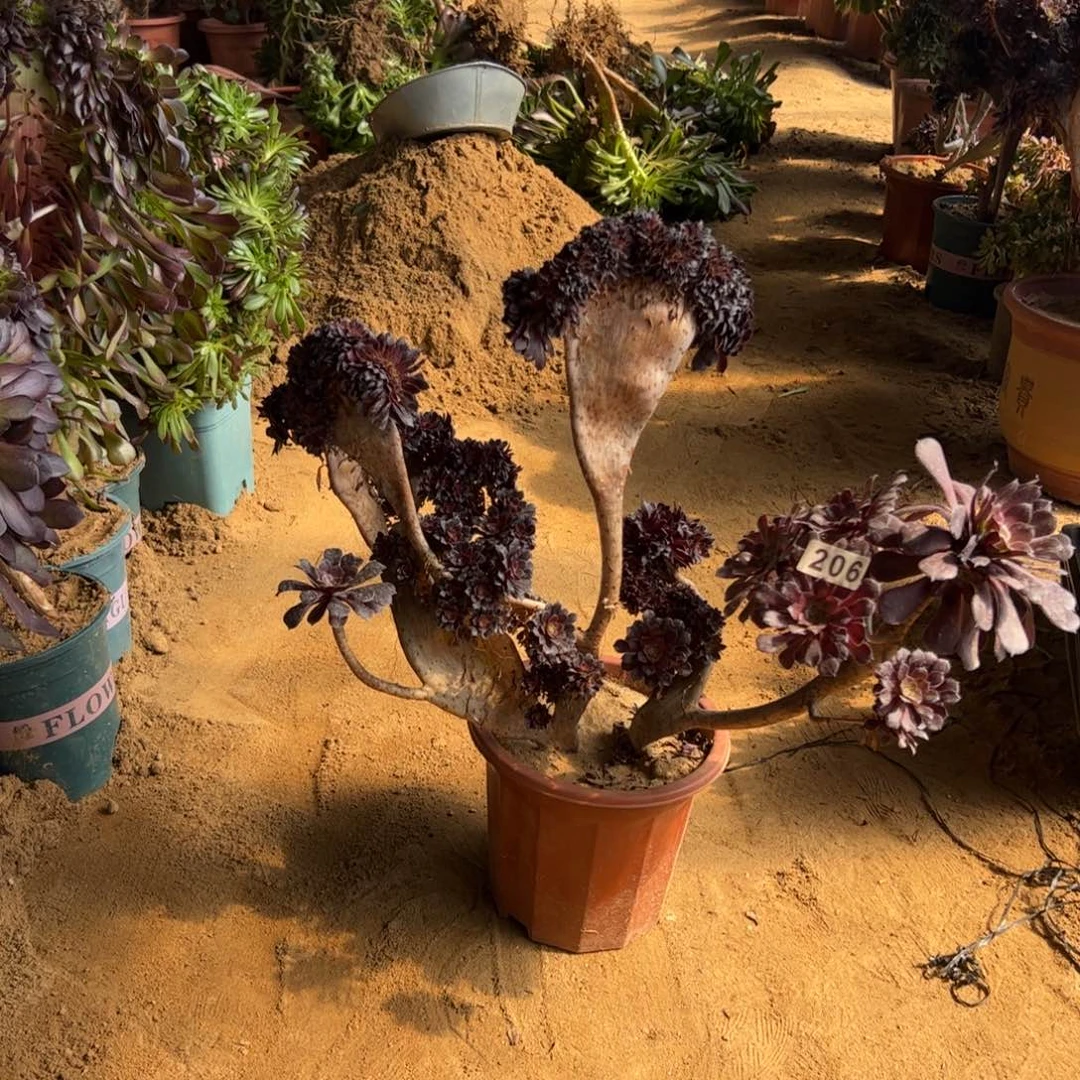 铜壶 有伤206官府50