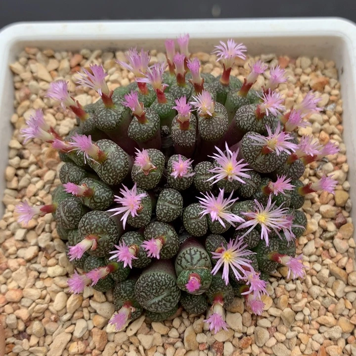 精品多肉植物精品多肉