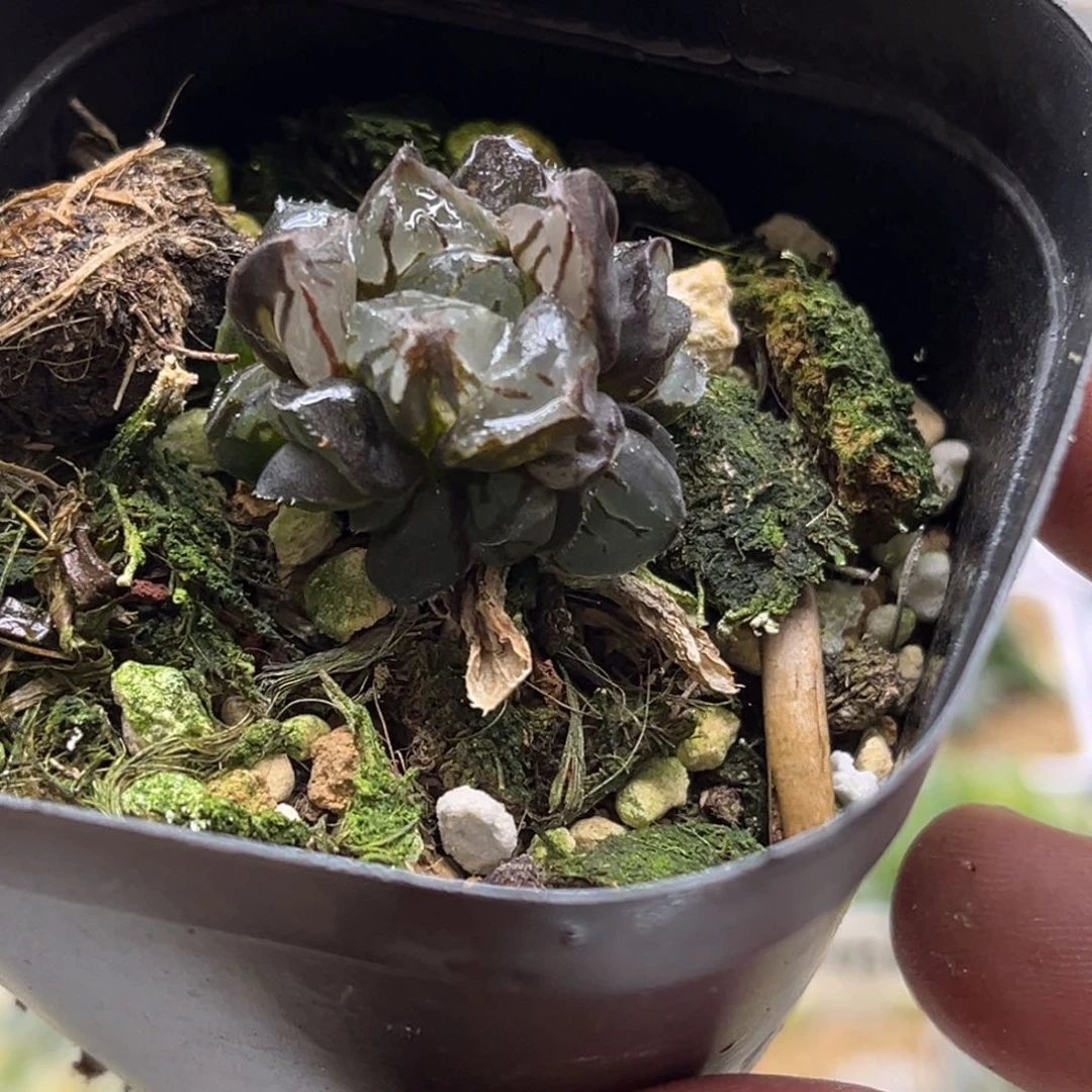 352圣诞蜡烛发发发发发发