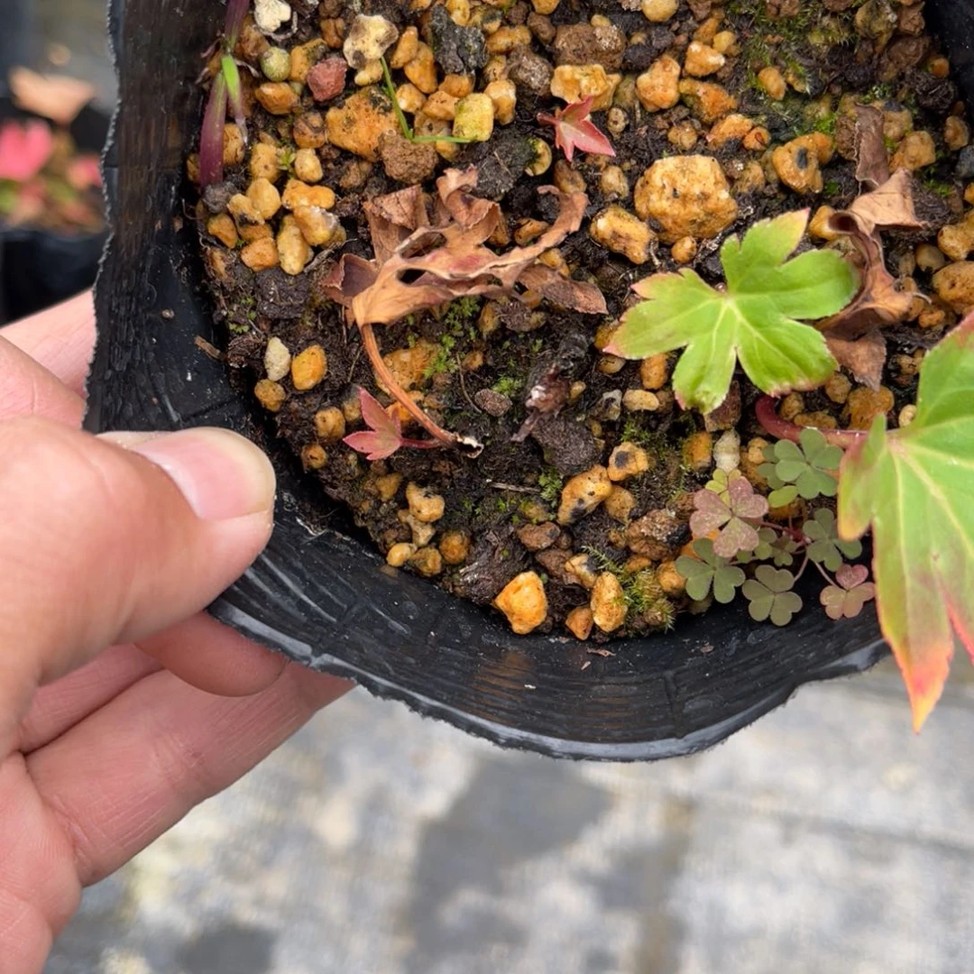原***啊完全开放盆栽植物