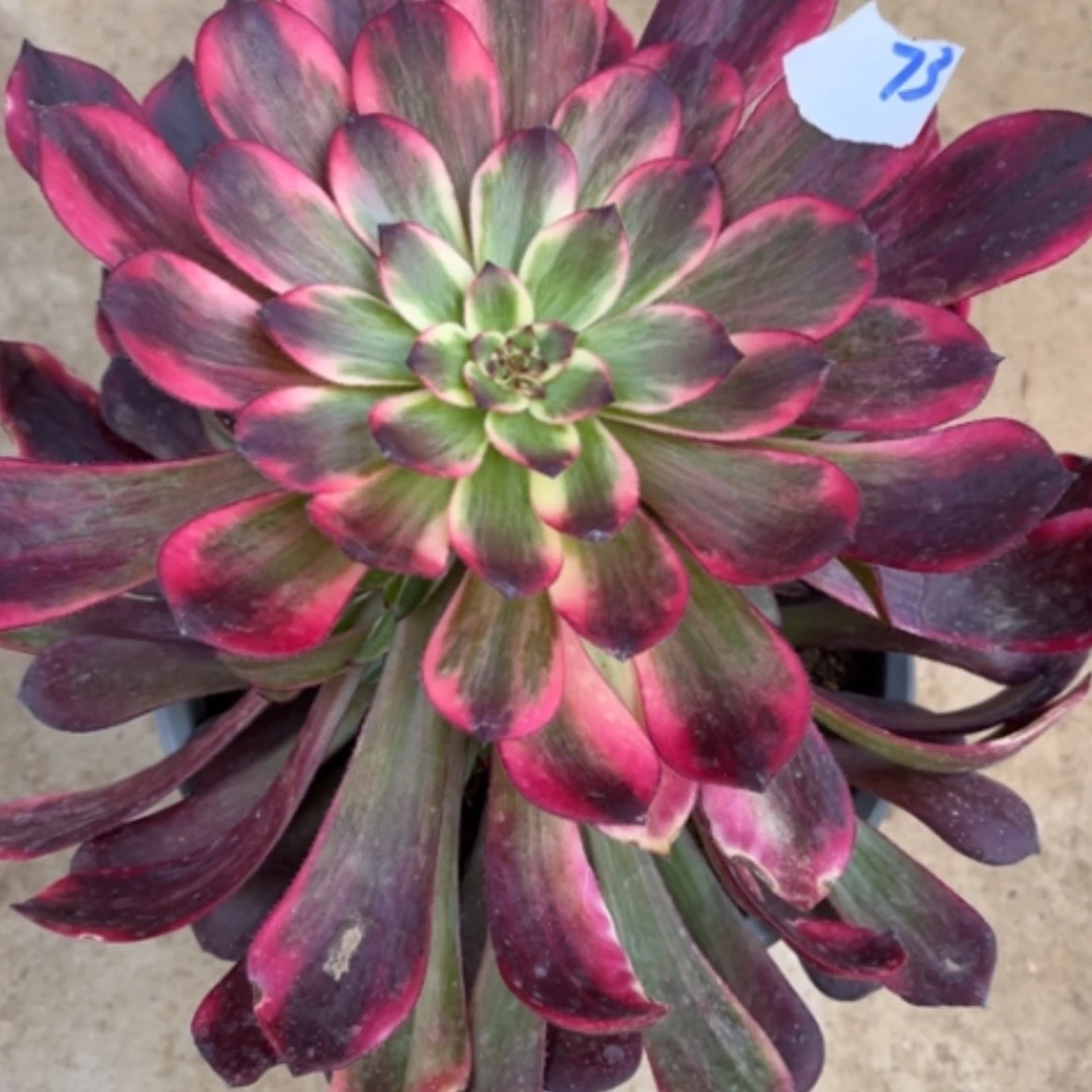 【闪购商品】73烟花多肉法师