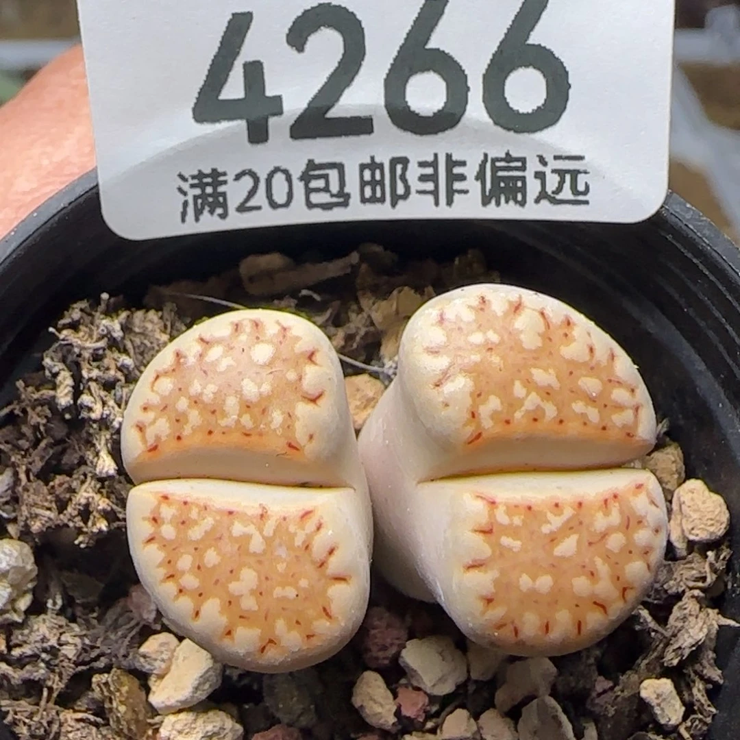 带盆土。