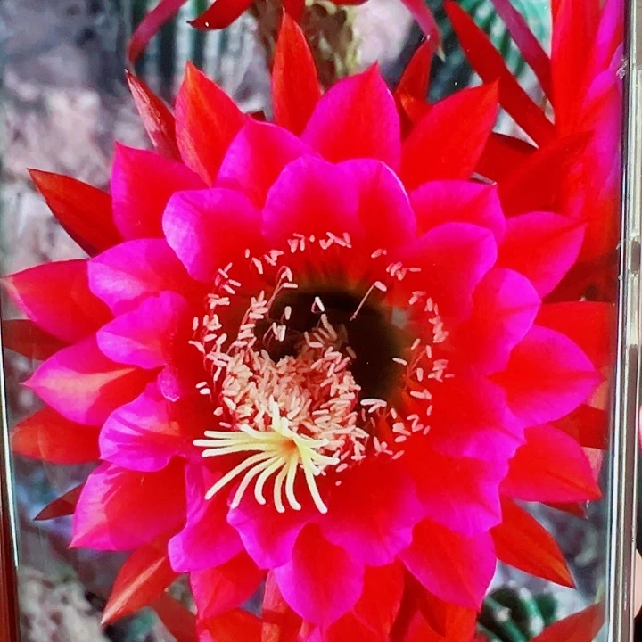 毛花柱赤莲侧芽拍一发二