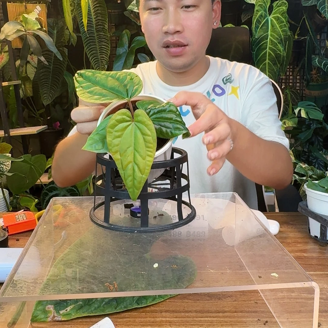 闪***星无花朵一物一拍B479