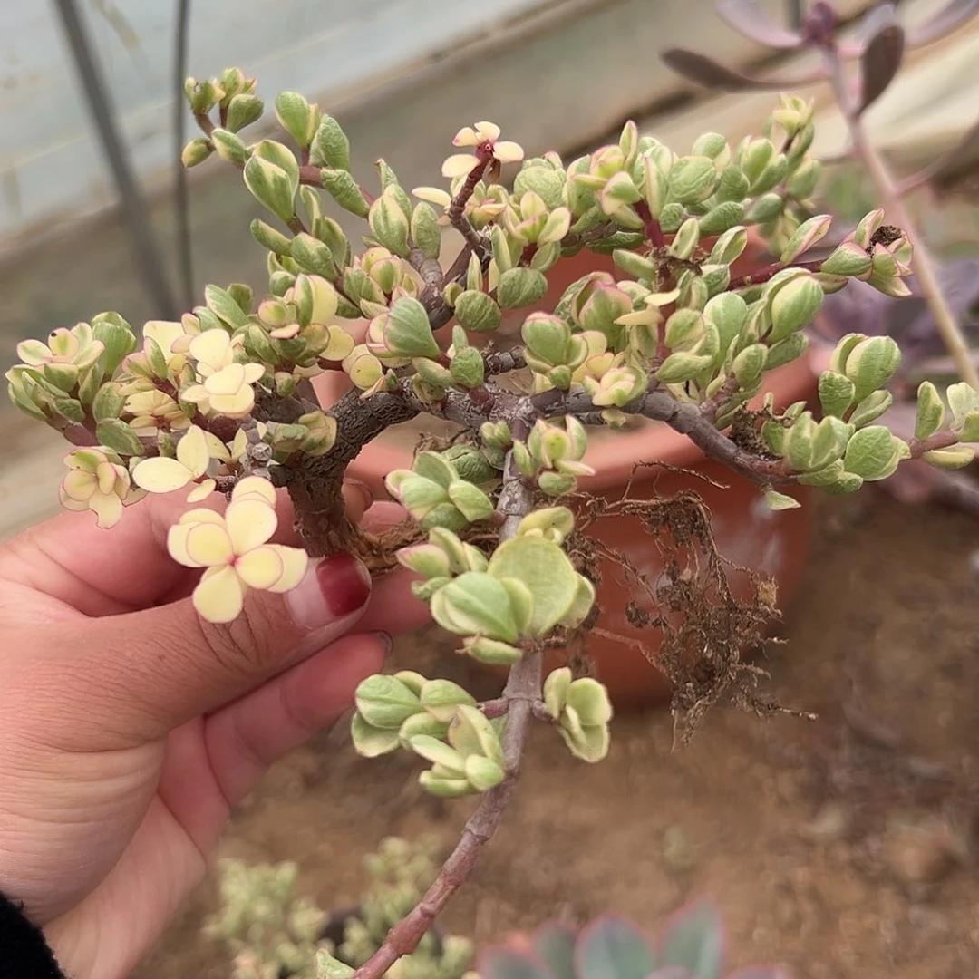 多肉植物雅乐之舞