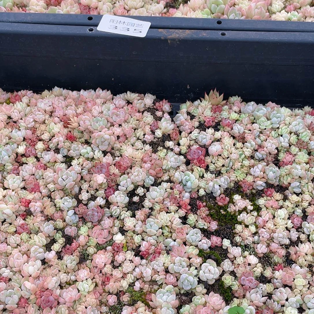 大***鹿多肉植物多肉植物335