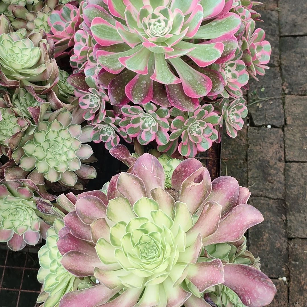 多肉法师锦套餐二颗