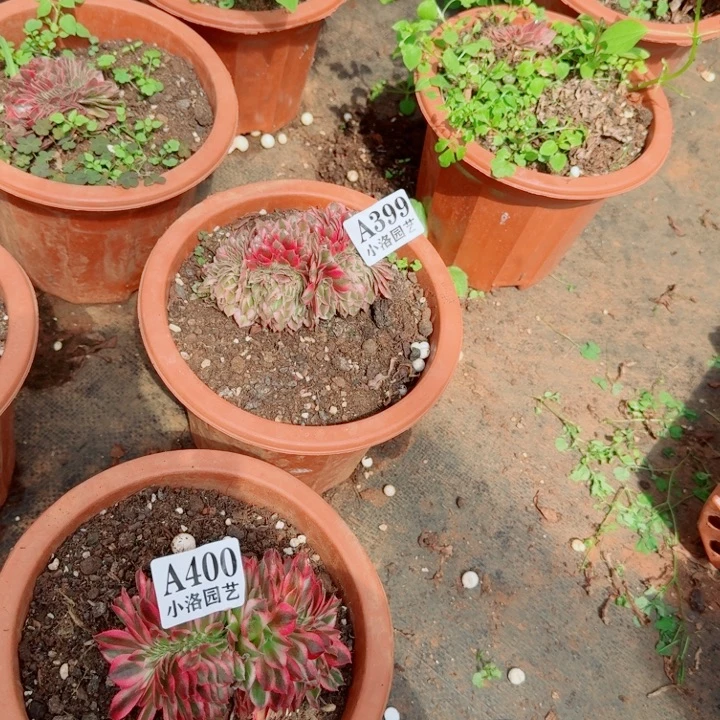 399荔枝缀化多肉植物