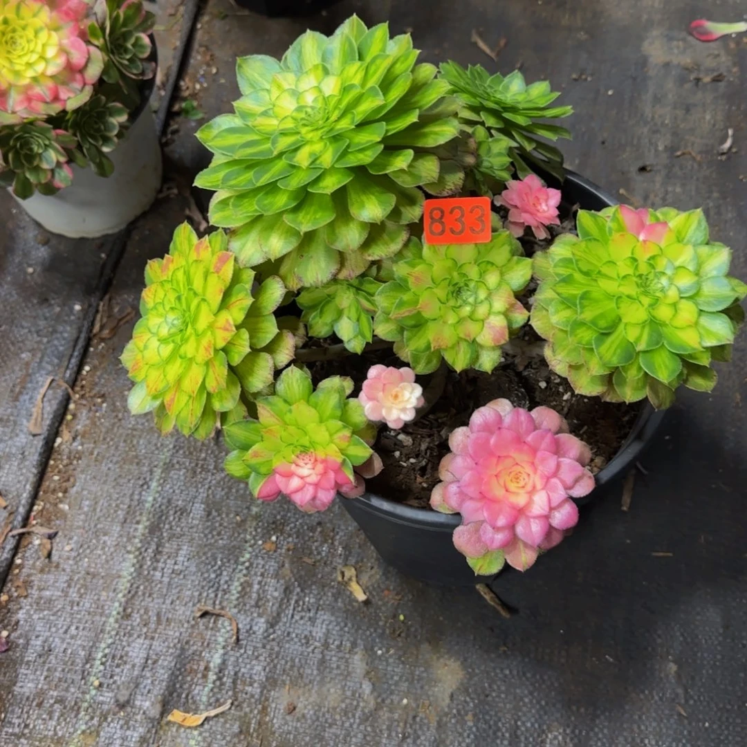 833多肉法师锦1111