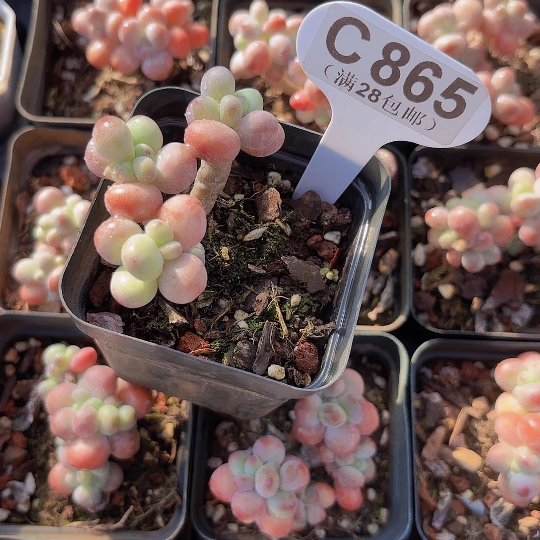 C865苹果奶一物一拍