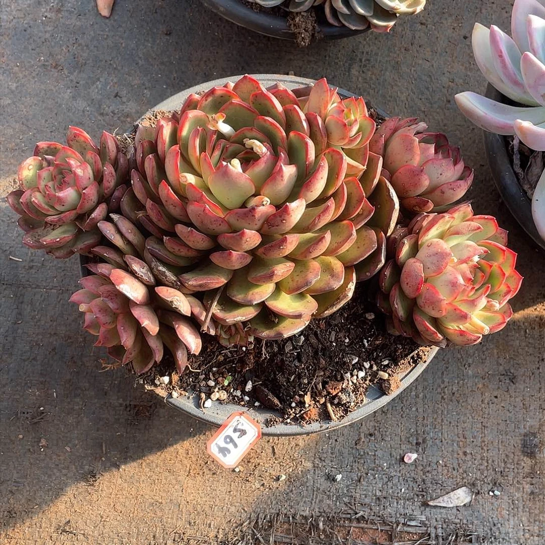 564保利 一物一拍多肉