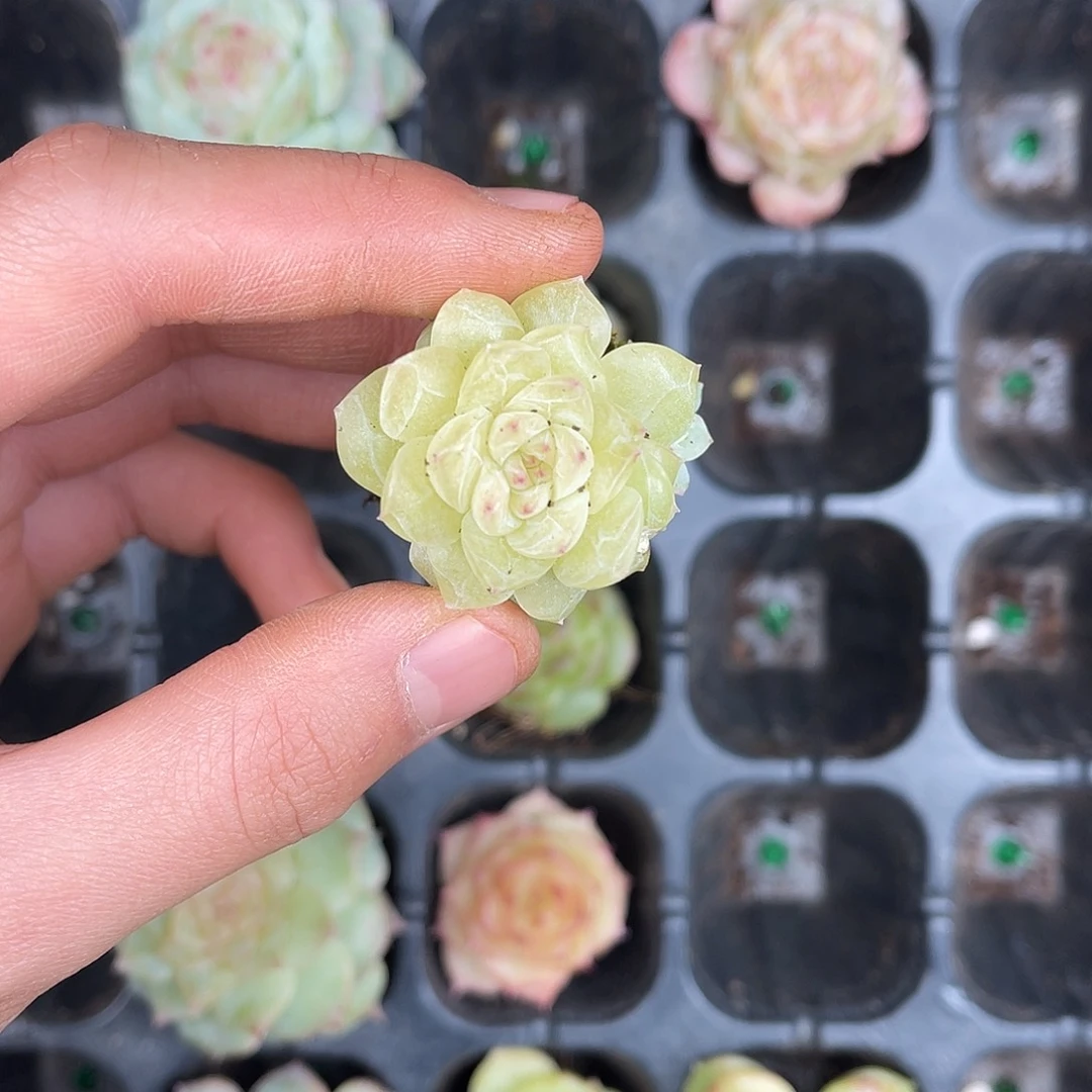 多肉一物一拍31-220