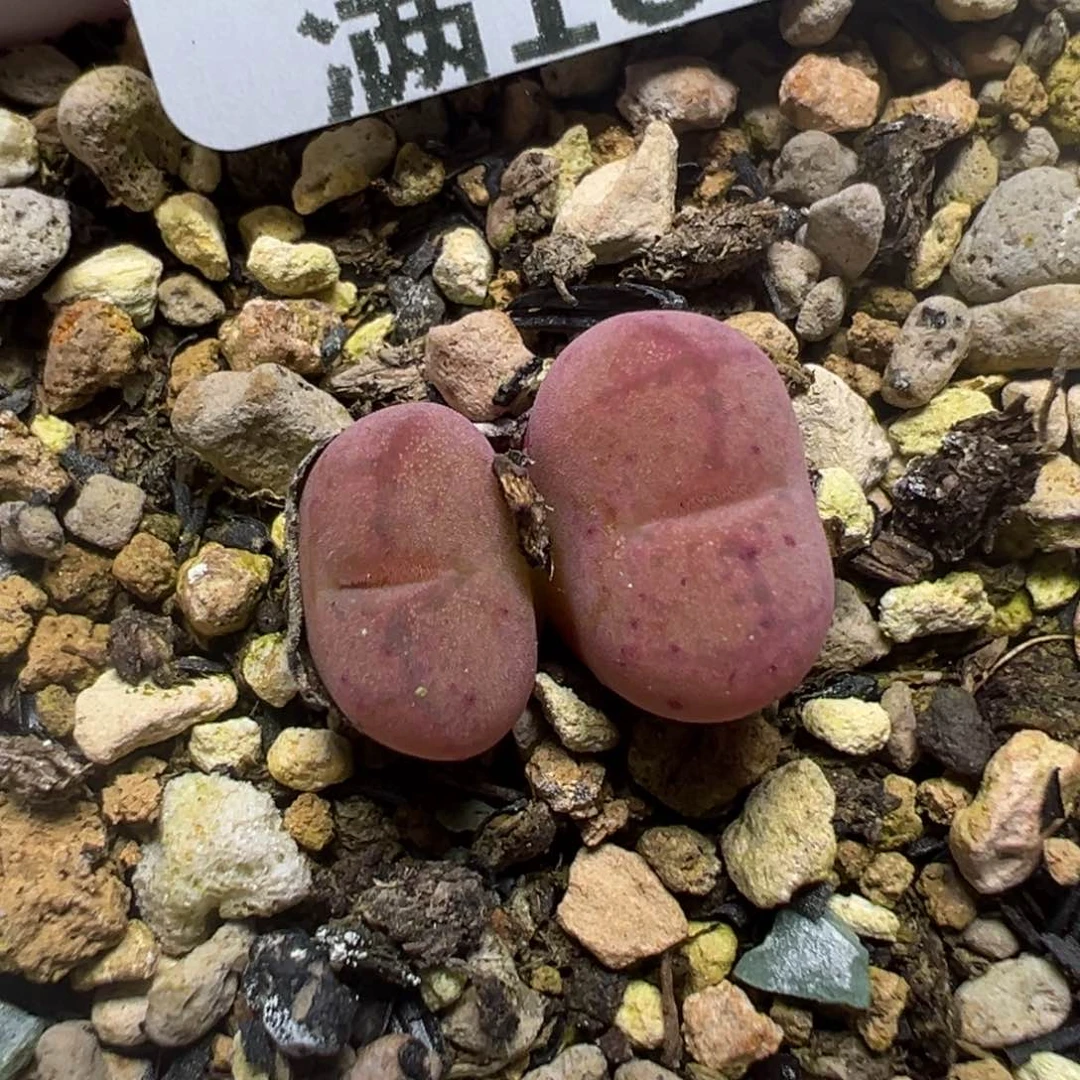 【闪购商品】1201……