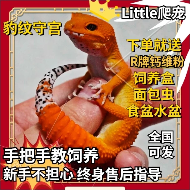 豹纹守宫幼体爬宠温顺不咬人新手入门好养活