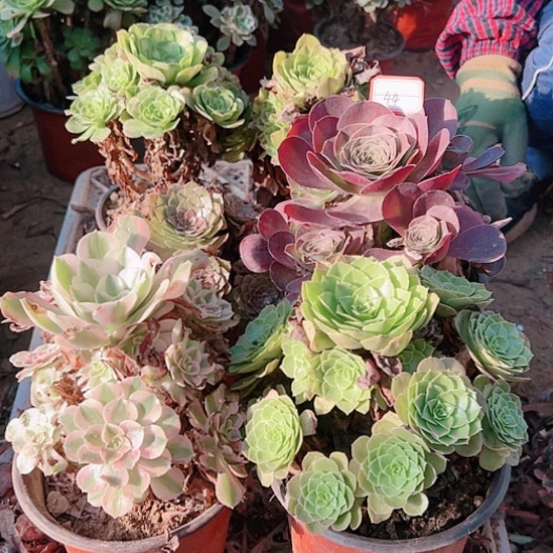 【闪购商品】无花朵用****544号套餐6颗断枝不包