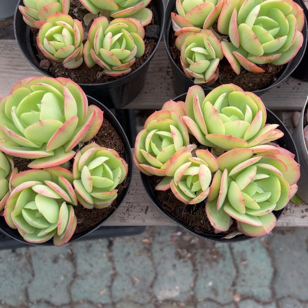 鸡蛋碧桃多肉植物精品