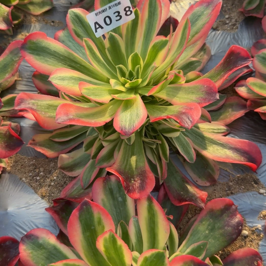 038妖月。多肉植物