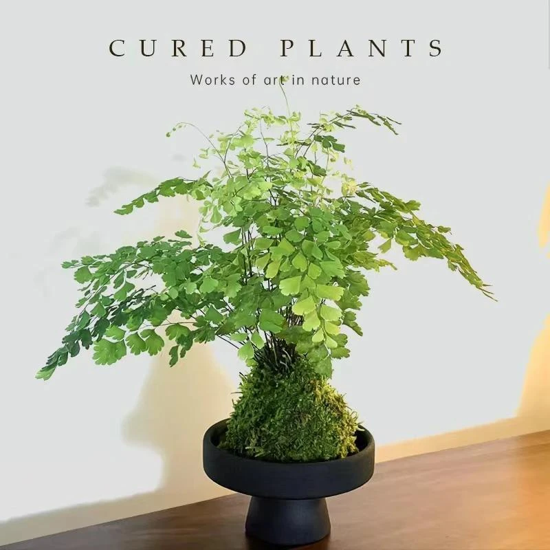 苔藓球铁线蕨盆栽居家室内客厅办公室蕨类绿植物盆景蕨类绿植水培