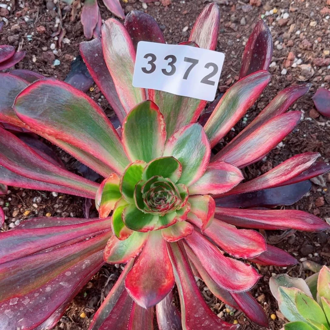 火凤多肉发货发货