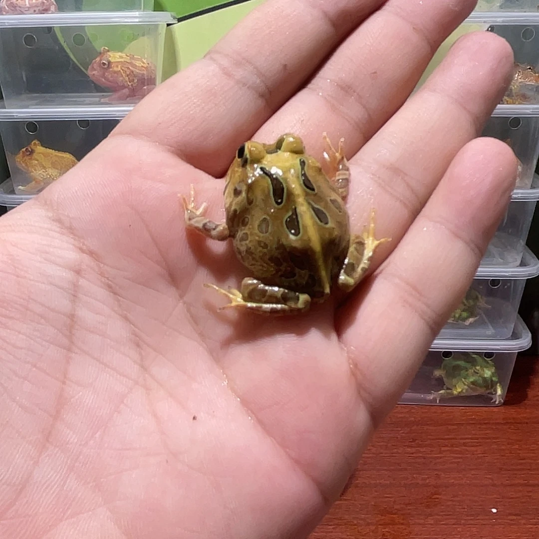哈***瓜角蛙秘鲁角蛙 4 厘米