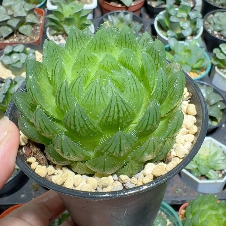 十二卷玉露大颗樱水晶