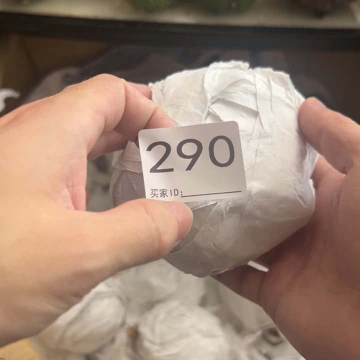 色***彩兜星球仙人球290号球