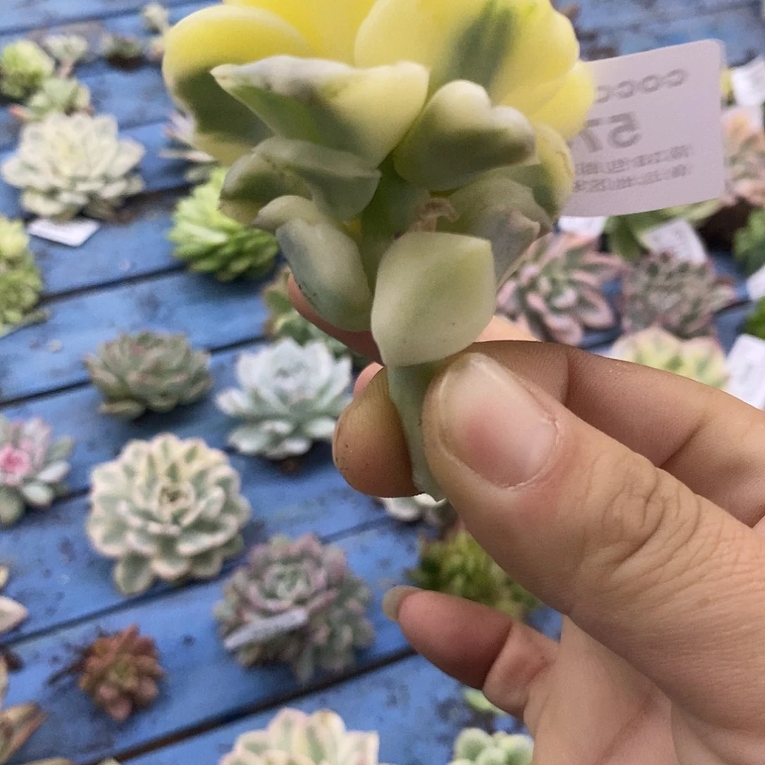 573可爱玫瑰锦炸多肉植物哇啦塞