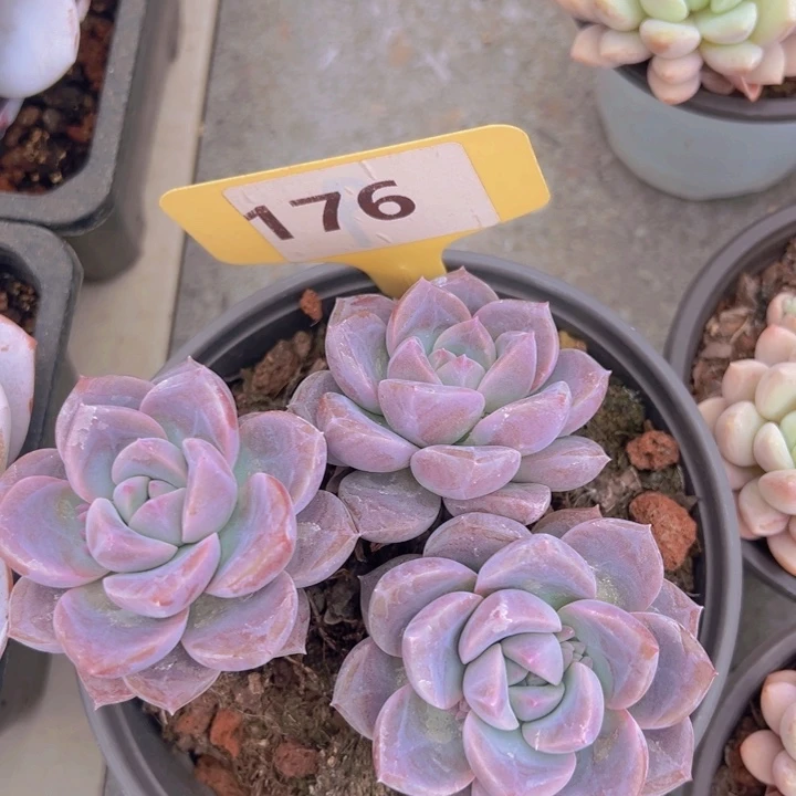 健健康康平平安安