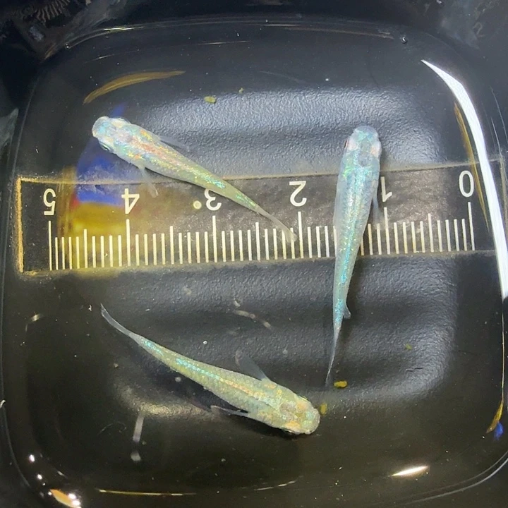 青鳉鱼84号拍品全息图