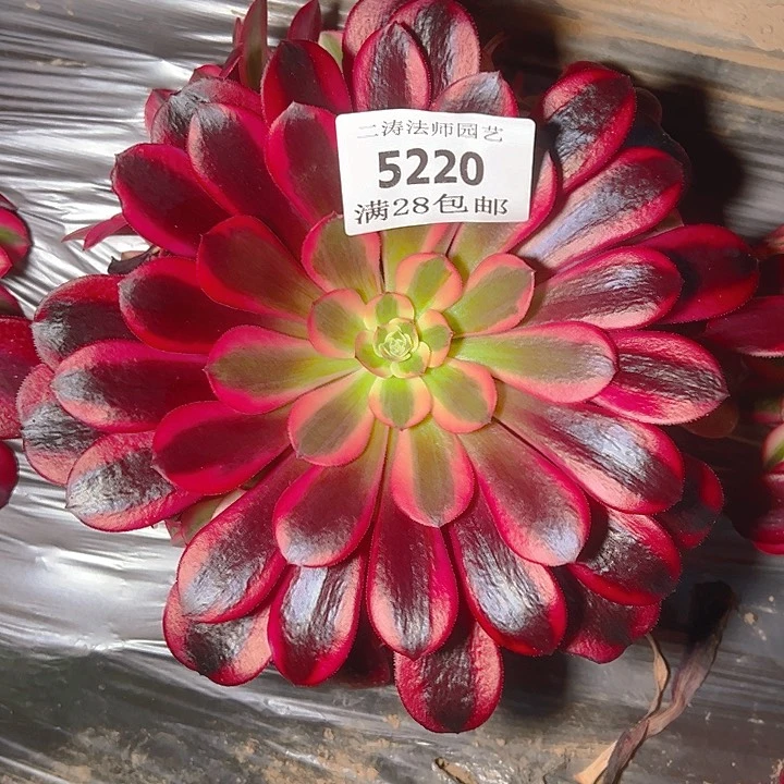 5220黑金美杜莎多肉植物2号