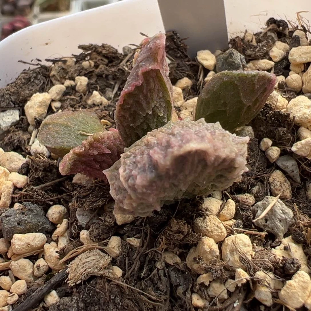 梦**境大鱼海棠多肉植物水泡