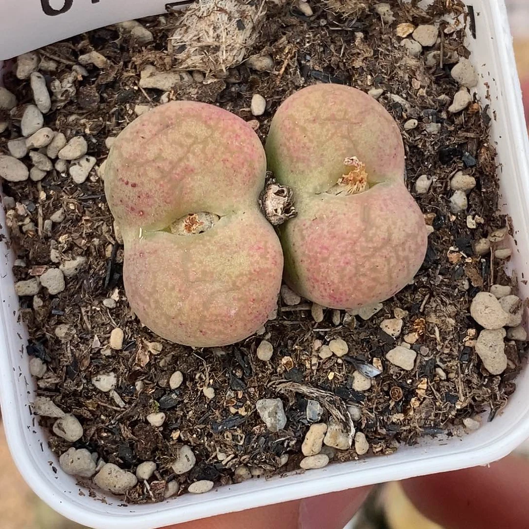 104-16-杂交福利。