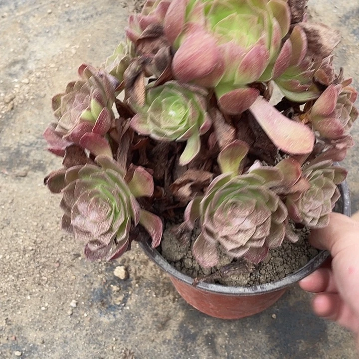 194黑寡妇多肉植物法师