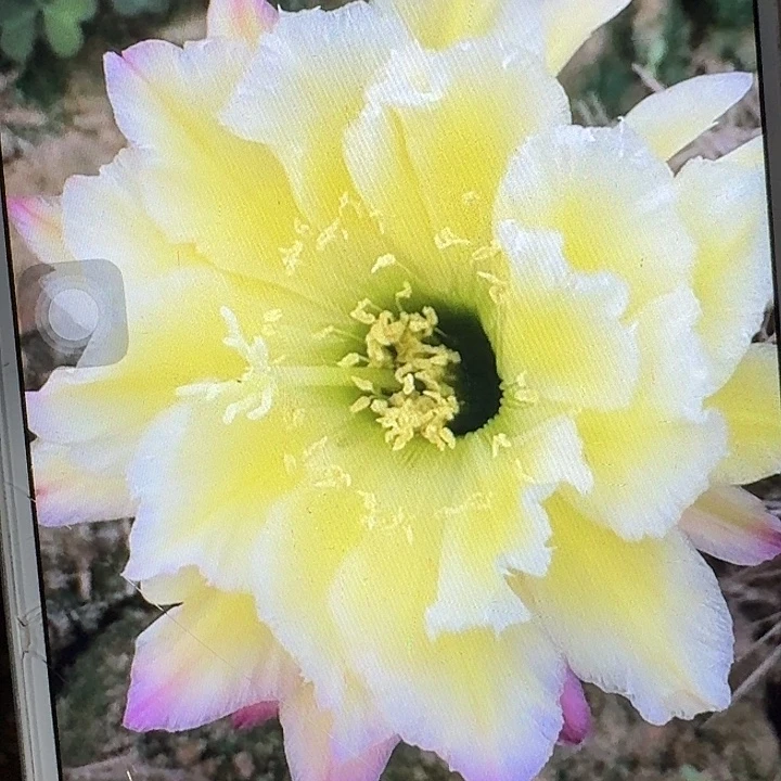 杜兰戈侧芽5公分左右毛花柱（20包邮）