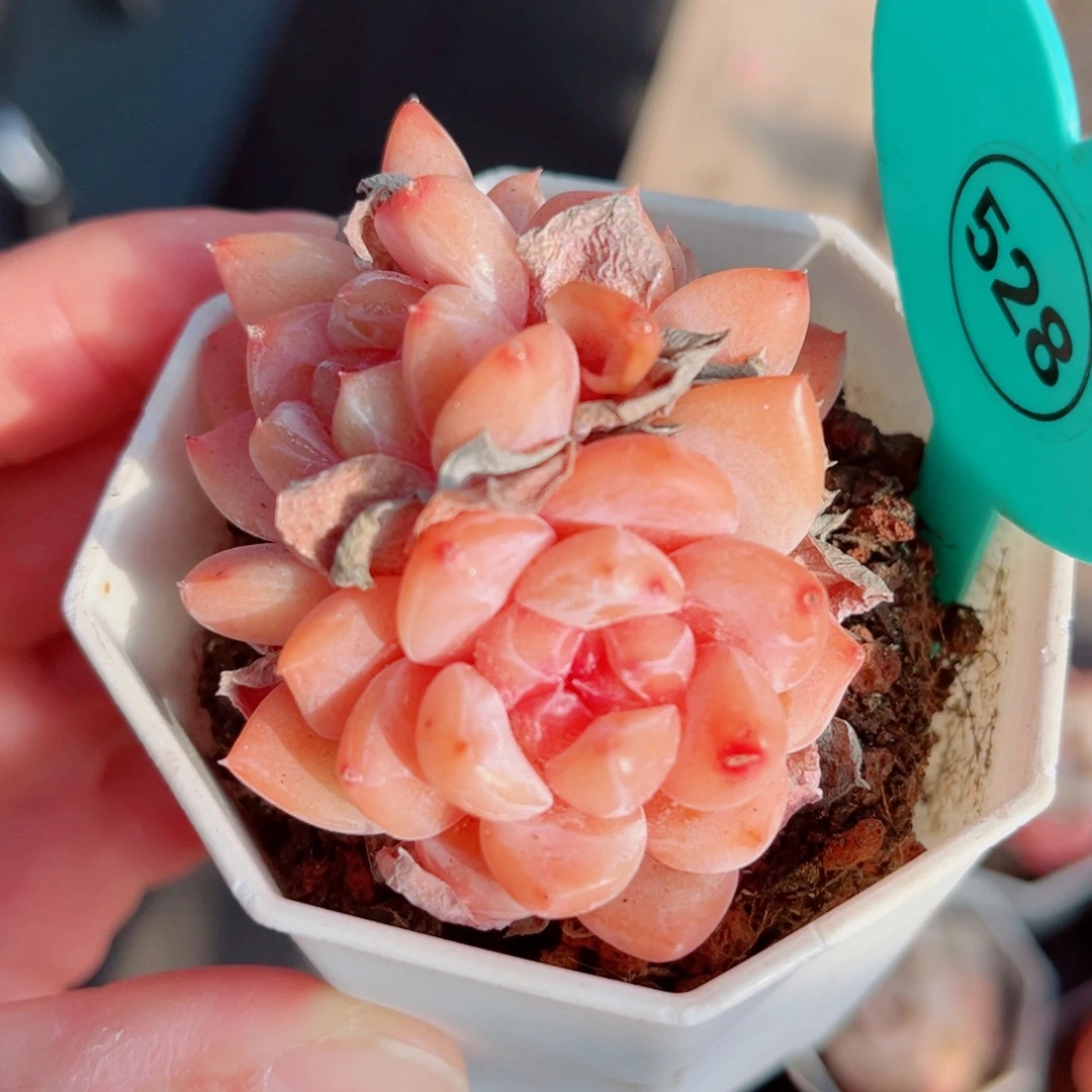 528号小老桩糖心群