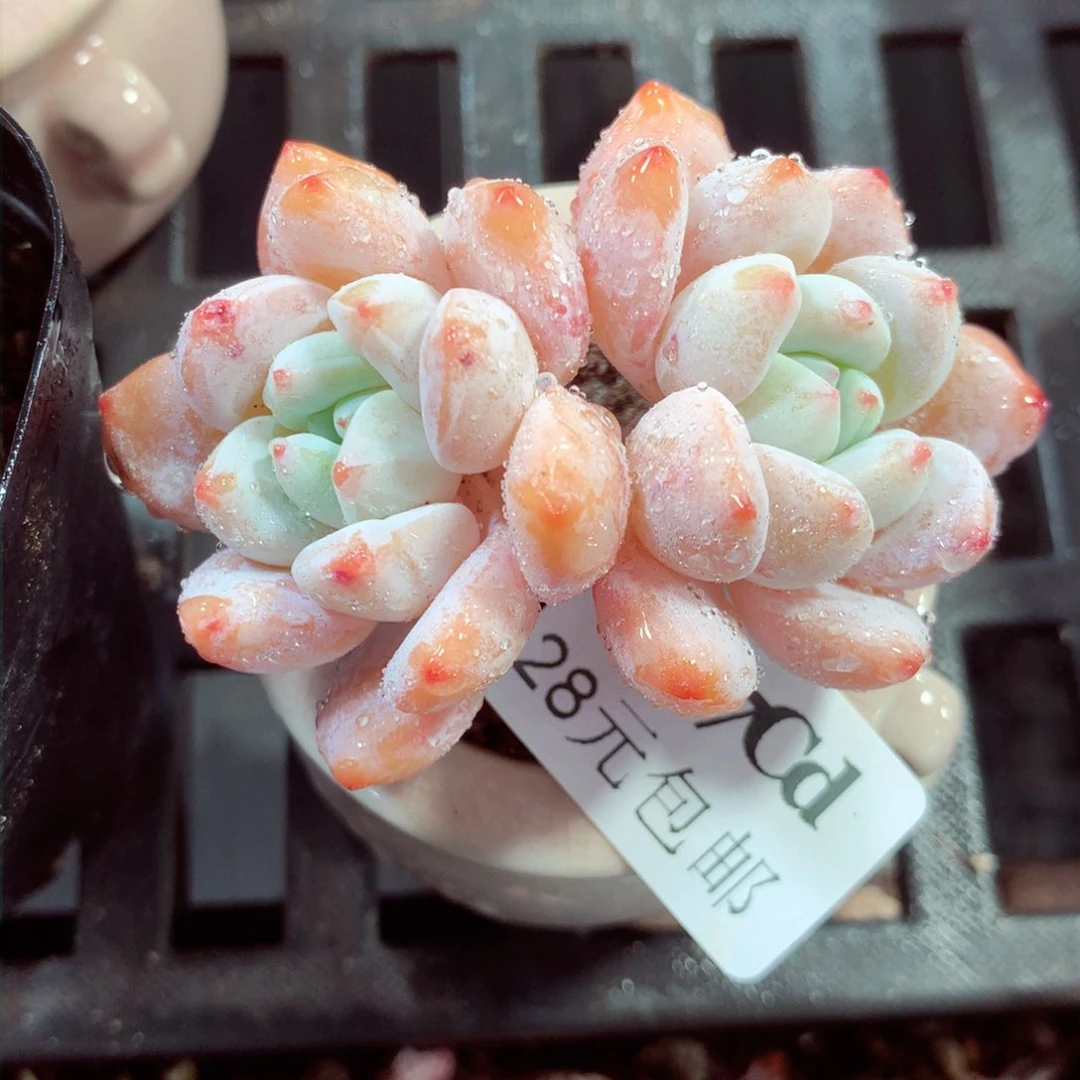 5厘米盆精控多肉4077