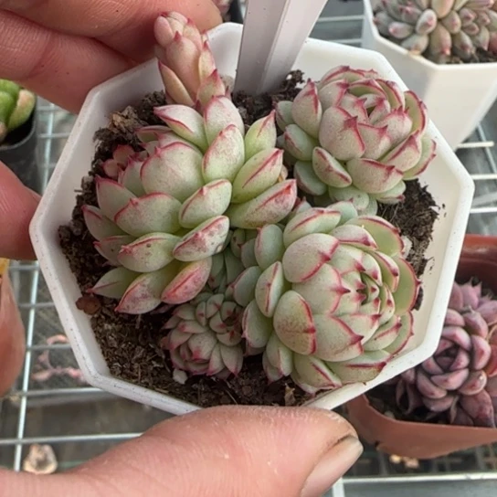 53小红船一物一拍多肉