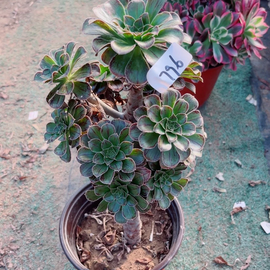 796拉丝锦多肉植物