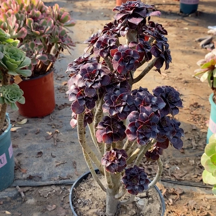 黑法多肉植物42。