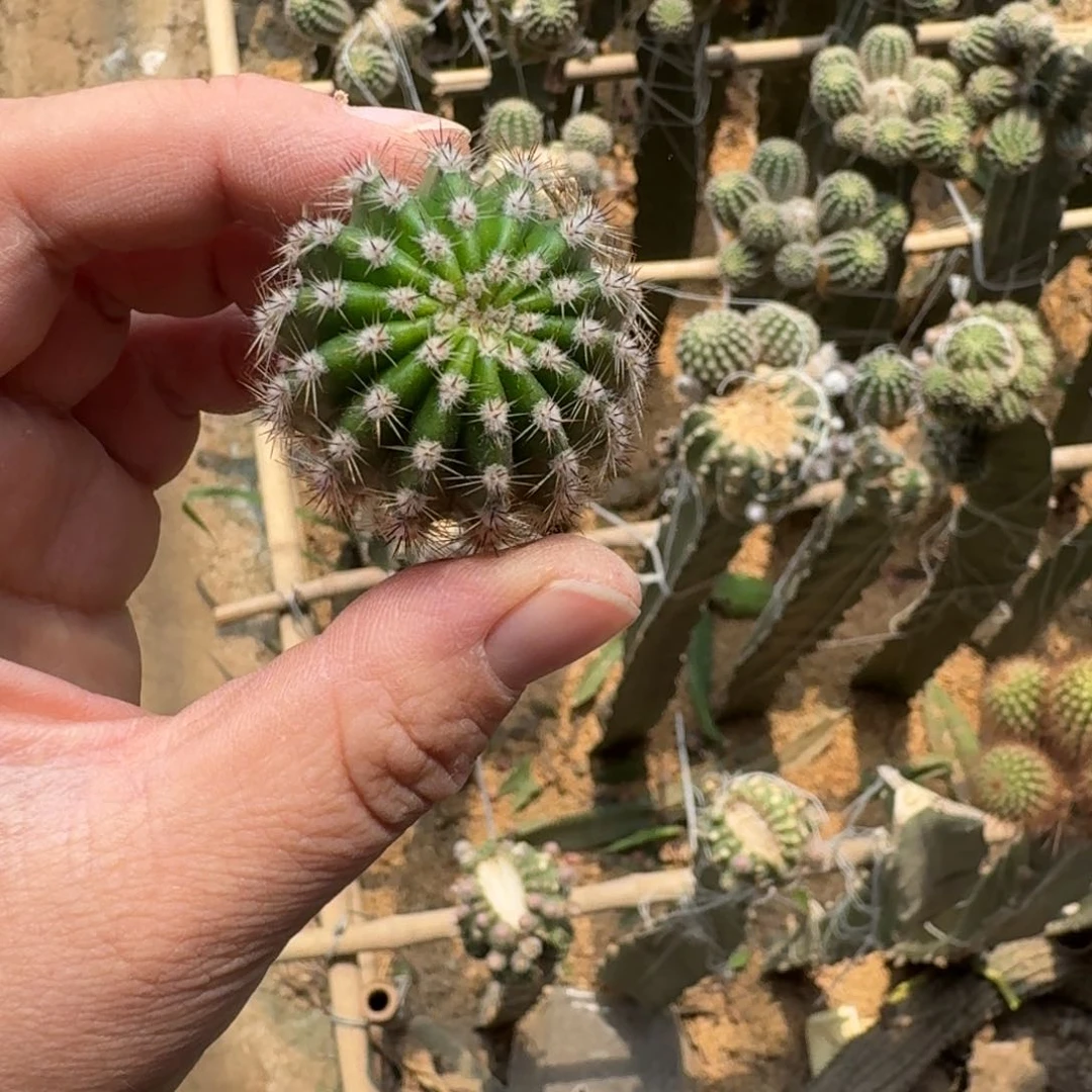 260金刚29歪无根侧牙3公分左右，20包邮