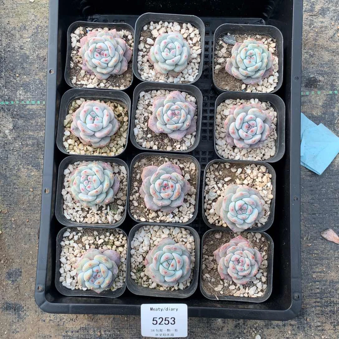 特5253小脸星影3到4厘米12颗一组脱土发