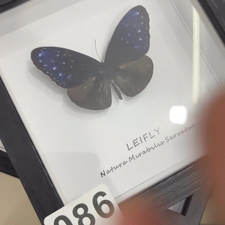 铁***木蝴蝶标本定制086@