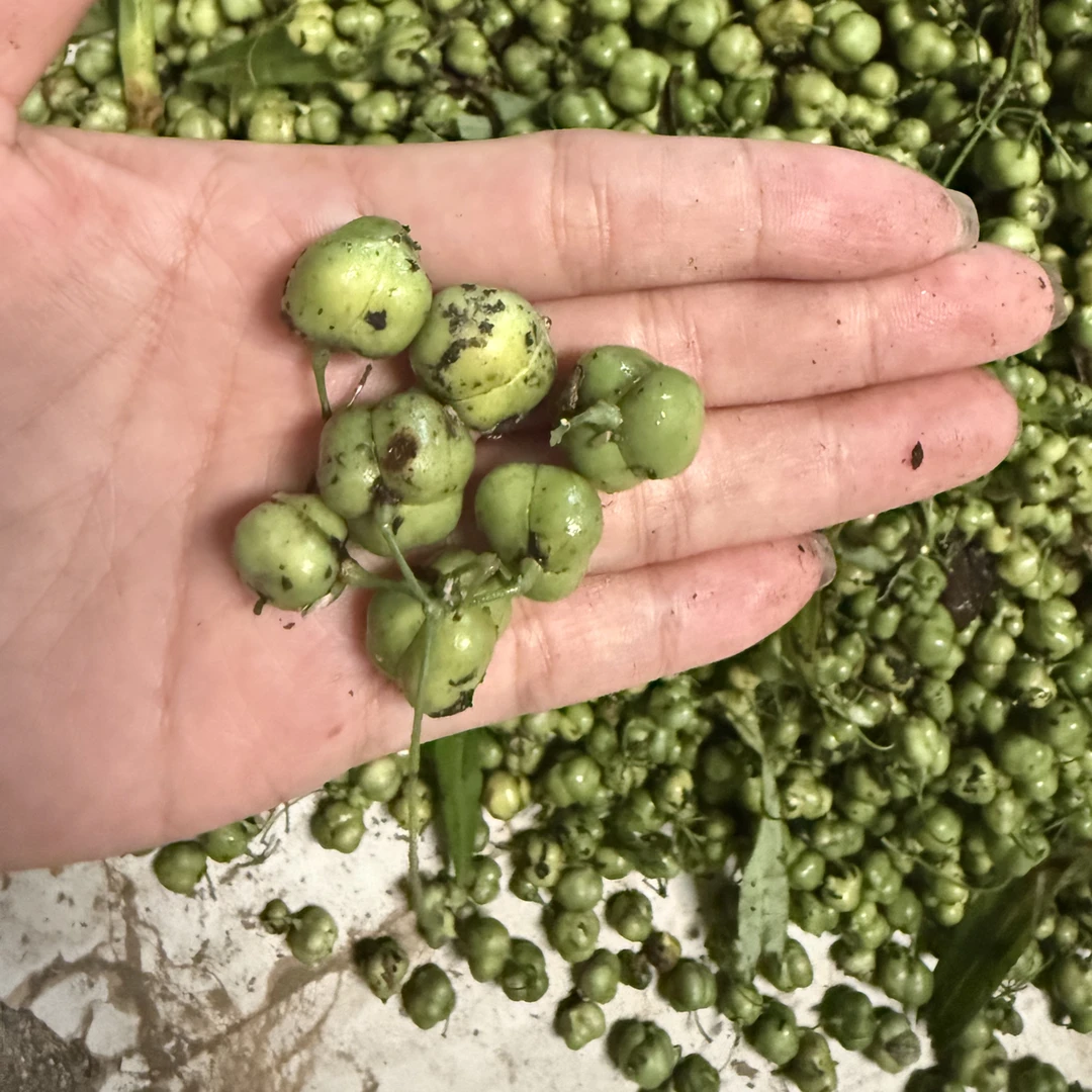 大巴山老林正宗多花老虎～姜果实