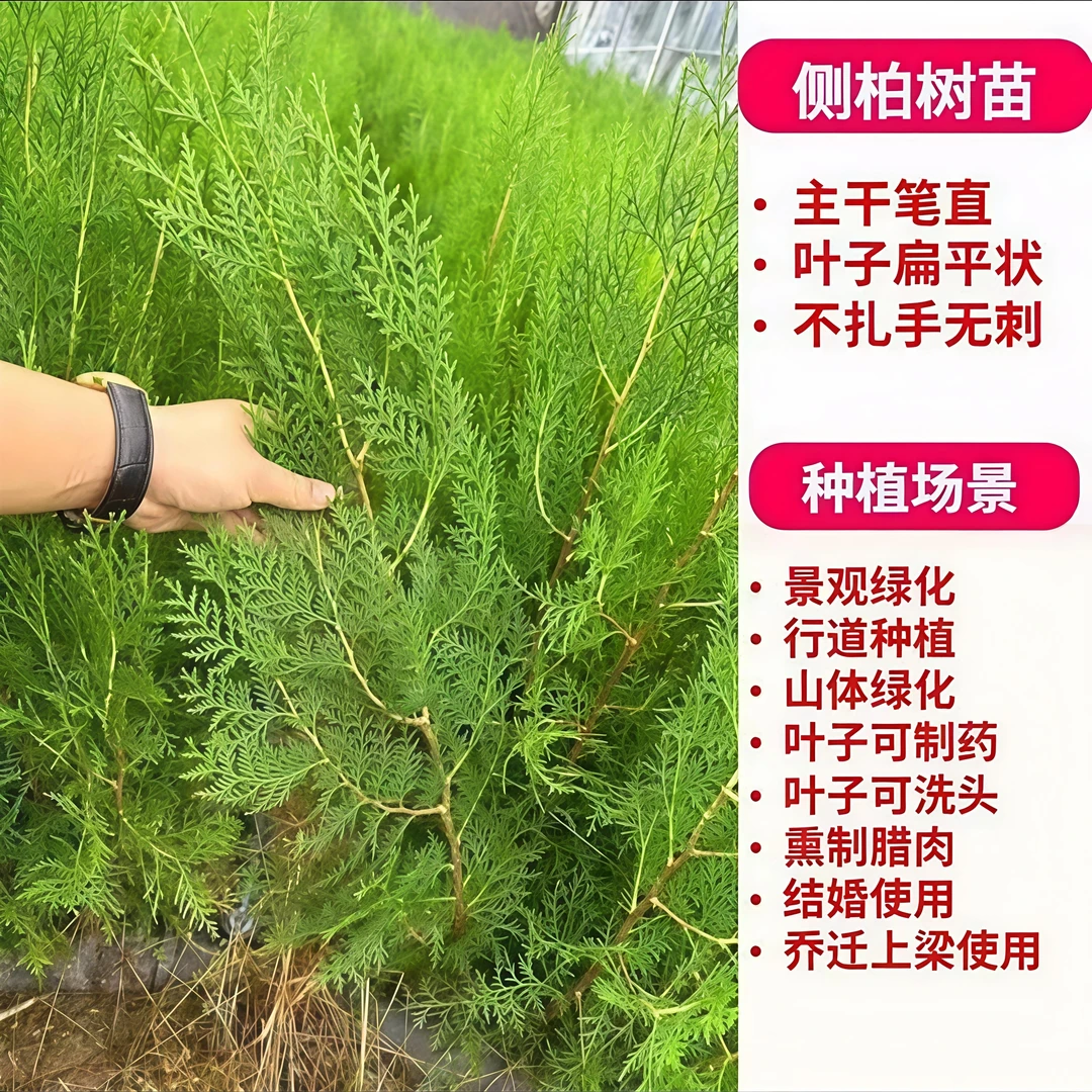 侧柏树苗扁柏树松柏树扁柏苗，洒金柏，庭院苗植物侧柏小苗杯苗松柏